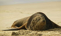 Hooker / New Zealand sealion (Phocarctos hookeri) with face covered in sand, New Zealand.
