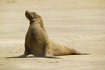 Hooker / New Zealand sealion (Phocarctos hookeri) on the beach, New Zealand.
