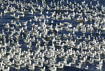 Red billed / Silver gulls (LarusÂnovaehollandiae) on water, Aramoana, New Zealand.