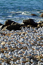 Red billed / Silver gulls (Larus novaehollandiae) on the beach, Aramoana, New Zealand.