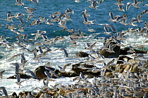 Red billed / Silver gulls (Larus novaehollandiae) taking off, Aramoana, New Zealand.