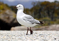 Red-billed gull (Chroicocephalus scopulinus) walking, Aramoana, New Zealand.