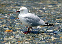Red-billed gull (Chroicocephalus scopulinus) standing in shallow water, New Zealand.