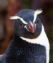 Snares Island penguin (Eudyptes robustus), Dunedin, New Zealand.