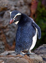 Snares Island penguin (Eudyptes robustus) looking around, Dunedin, New Zealand.