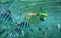Woman snorkelling among Sergeant major fish (Abudefduf saxatilis) fish, Blue Lagoon, Tevawa, Fiji.