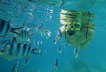 Woman snorkelling among Sergeant major fish (Abudefduf saxatilis) fish, Blue Lagoon, Tevawa, Fiji. Model Released.