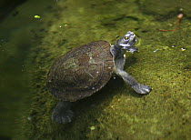 Eastern long-neck turtle (Chelodina longicollis) with head emerging from water.