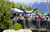 Pacific white-sided dolphin (Lagenorhynchus obliquidens) performing at Vancouver Aquarium, Canada, captive.