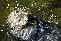 Sea otter (Enhydra lutris) swimming on its back, Vancouver Aquarium, Canada, captive.
