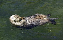 Sea otter (Enhydra lutris) swimming on its back, Vancouver Aquarium, Canada, captive.