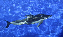 Pacific whitesided dolphin (Lagenorhynchus obliquidens) underwater, Vancouver Aquarium, Canada, captive.