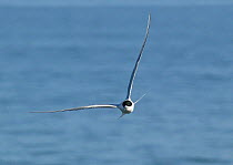 White fronted tern (Sterna striata) in flight, New Zealand.