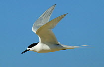 White-fronted tern (Sterna striata) in flight, New Zealand.