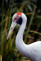 Brolga crane (Grus rubicunda), Australia.