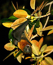 Grey-headed flying fox / Fruit bat (Pteropus poliocephalus) hanging in a tree, Royal Botanical Gardens, Sydney, Australia.