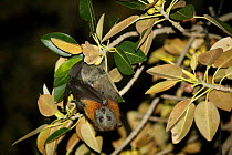 Grey-headed flying fox / Fruit bat (Pteropus poliocephalus) hanging in a tree, Royal Botanical Gardens, Sydney, Australia.