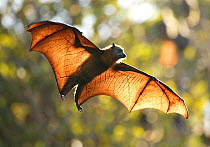 Grey-headed flying fox / Fruit bat (Pteropus poliocephalus) in flight, Royal Botanical Gardens, Sydney, Australia.