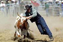 Steer wrestling, Wanaka Rodeo, New Zealand