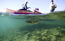 Drift fishing for rainbow trout (Oncorhynchus mykiss), Clutha River, Wanaka, New Zealand.