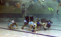 British women's underwater hockey team in action, World Underwater Hockey Championships, Christchurch, New Zealand.