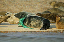 Grey seal (Halichoerus grypus), with a fishing net caught around its neck. Blakney Point, Norfolk, UK.
