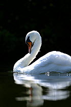 Mute swan (Cygnus olor) on water. Norfolk Broads, UK.