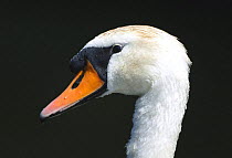 Mute swan (Cygnus olor). Norfolk Broads, UK.