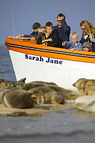 Tourists watching Common seals (Phoca vitulina) in the wild, Blakeney Point, Norfolk, England, UK.