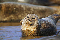 Common seal (Phoca vitulina) lying on the beach, Blakeney Point, Norfolk, England, UK.