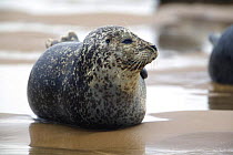 Common seal (Phoca vitulina) lying on beach, Blakeney Point, Norfolk, England, UK.