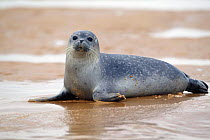 Common seal (Phoca vitulina) juvenile on beach, Blakeney Point, Norfolk, England, UK.