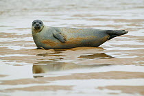 Common seal (Phoca vitulina) lying in shallow water, Blakeney Point, Norfolk, England, UK.