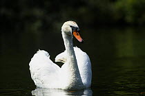 Mute swan (Cygnus olor), Norfolk Broads, UK.