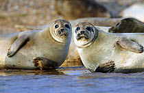 Common seals (Phoca vitulina) lying on the beach, Blakeney Point, Norfolk, England, UK.