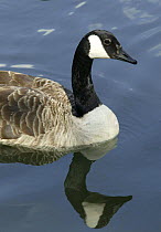 Canada goose (Branta canadensis) on water. Norfolk Broads, UK.