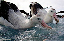 New Zealand albatross (Diomedea antipodensis) feeding, Kaikoura, New Zealand.