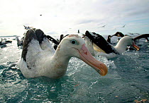 New Zealand albatross (Diomedea antipodensis) feeding, Kaikoura, New Zealand.
