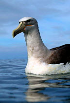Albatross (Diomedae sp), Kaikoura, New Zealand.