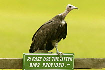 Hooded vulture (Necrosyrtes monachus) on a fence above a sign saying "Please use the litter bins provided", Florida, USA.