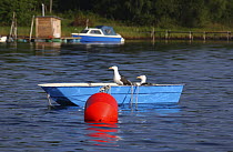 Boat moored with birds inside on a lake in Lyr, Sweden.