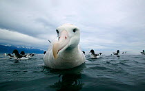 Wandering albatross (Diomedea exulans) with auks (Alcidae sp.) off the coast of Kaikoura, New Zealand. ^^^The wandering albatross has a long hooked bill, large webbed feet, and its weight ranges from...