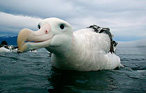 New Zealand albatross (Diomedea antipodensis) on water  off the coast of Kaikoura, New Zealand.