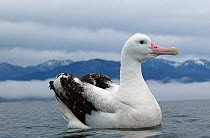 New Zealand albatross (Diomedea antipodensis) on water, off the coast of Kaikoura, New Zealand.