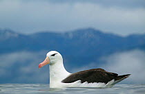 Black-browed albatross (Thalassarche melanophrys) on water, off the coast of Kaikoura, New Zealand.