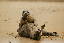 Grey seals (Halichoerus grypus) playing on sand. Donna Nook, Lincolnshire, England, UK.