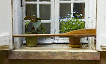 A window detail with an old oar and flower pots, St Tropez, South of France.