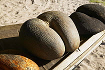 Coco de mer (Lodoicea maldivica) nuts on beach, Seychelles.