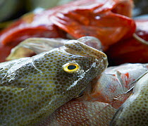 Fresh fish for sale in a fish market in the Seychelles, Indian Ocean.