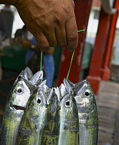 Person holding up a bunch of Freshly caught fish in a Seychelles market, Indian Ocean Islands.